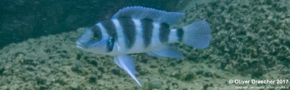 Neolamprologus tretocephalus 'Mawimbi'