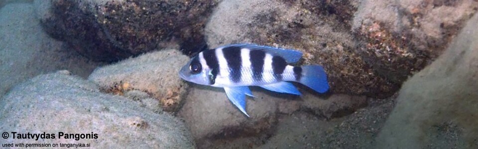 Neolamprologus tretocephalus 'Mkuyu Point'