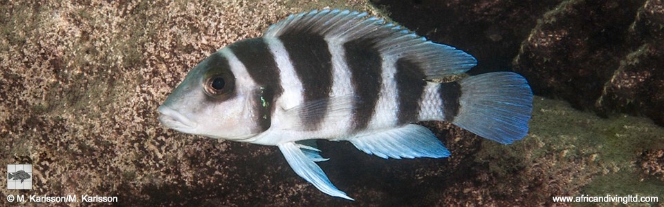 Neolamprologus tretocephalus 'Muloba Bay'