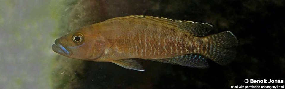 Neolamprologus variostigma 'Tembwe (Deux)'