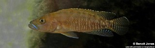 Neolamprologus variostigma