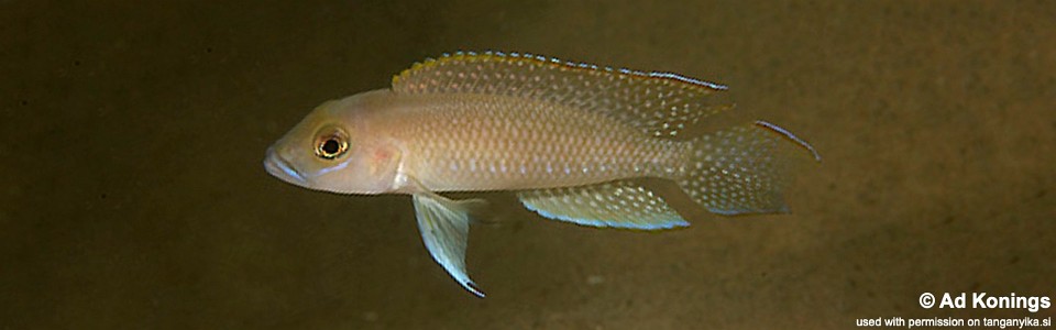 Neolamprologus cf. ventralis 'Kafungi'