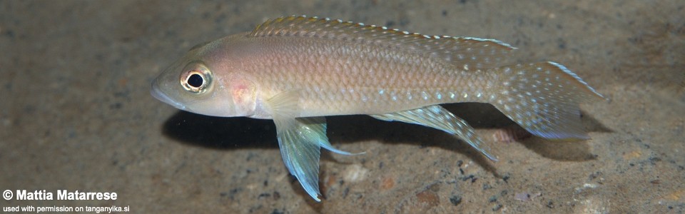 Neolamprologus cf. ventralis 'Kalyeza Bay'