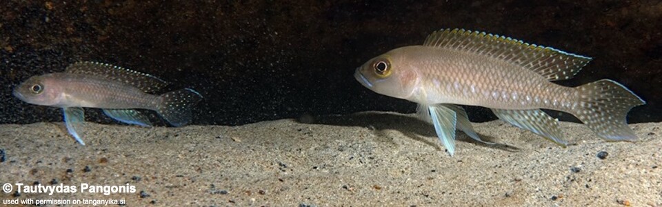 Neolamprologus cf. ventralis 'Lwilwi Island'