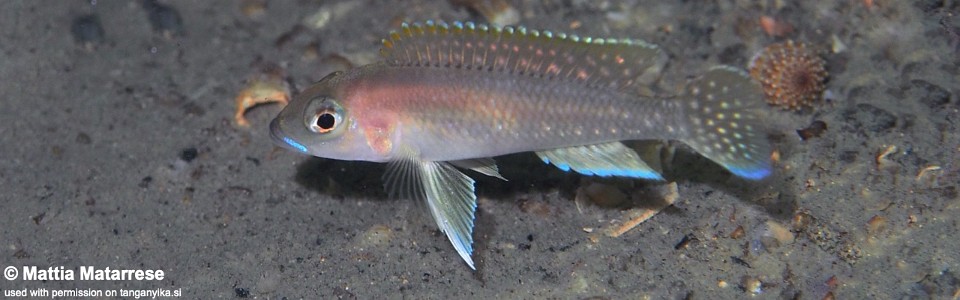 Neolamprologus cf. ventralis 'Mvuna Island'