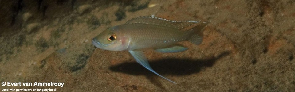 Neolamprologus ventralis 'Kigoma'