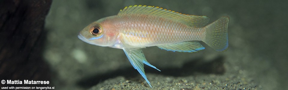 Neolamprologus ventralis 'Lubugwe Bay'