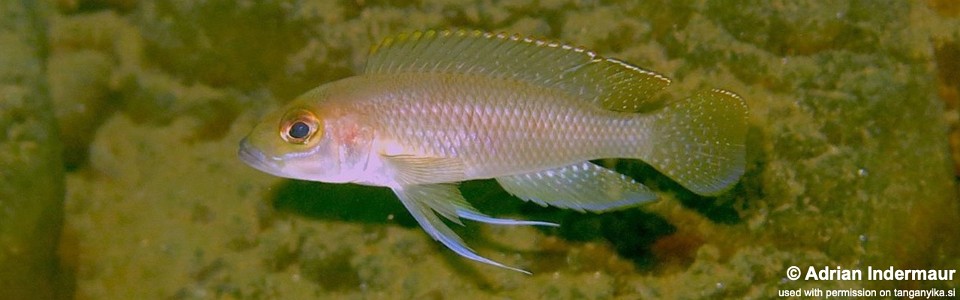 Neolamprologus ventralis 'Nyaruhongoka' 