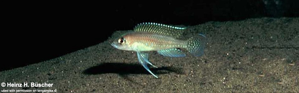 Neolamprologus ventralis 'Tembwe Deux'