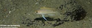 Neolamprologus ventralis 'Mahale NP'.jpg