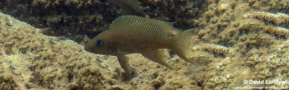 Neolamprologus walteri 'Gombe Stream NP'