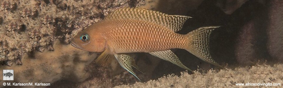 Neolamprologus walteri 'Maswa Point'