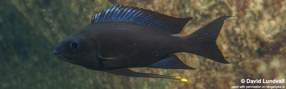 Ophthalmotilapia boops 'Cape Mpimbwe'