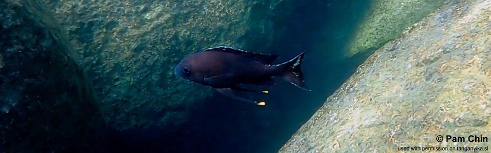 Ophthalmotilapia boops 'Izinga Island'