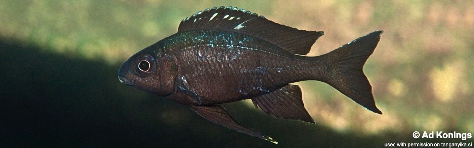 Ophthalmotilapia boops 'Izinga'