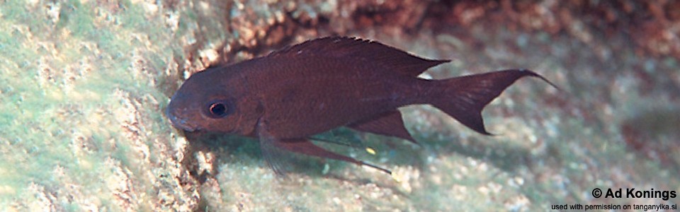 Ophthalmotilapia boops 'Kisambala'