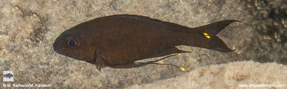 Ophthalmotilapia boops 'Kolwe Point, Cape Mpimbwe'