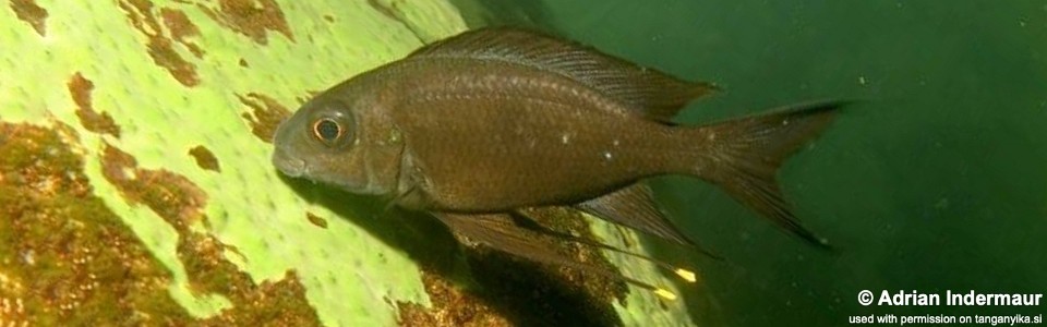 Ophthalmotilapia boops 'Korongwe'