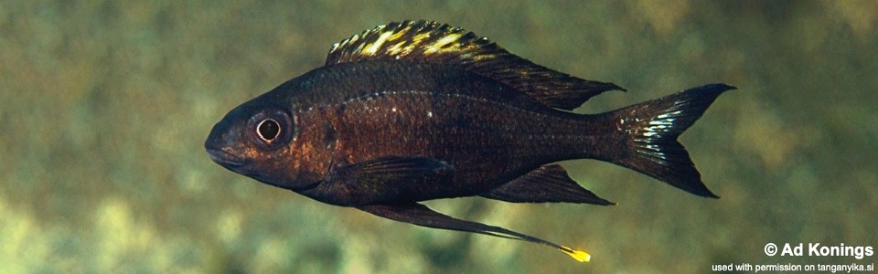 Ophthalmotilapia boops 'Msamba'