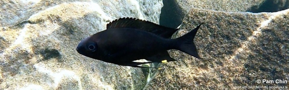 Ophthalmotilapia boops 'Mtosi Bay'