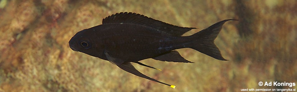 Ophthalmotilapia boops 'Namansi'