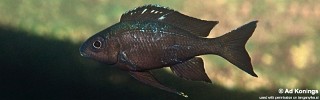 Ophthalmotilapia boops 'Izinga'.jpg