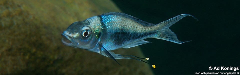 Ophthalmotilapia heterodonta 'Cape Caramba'