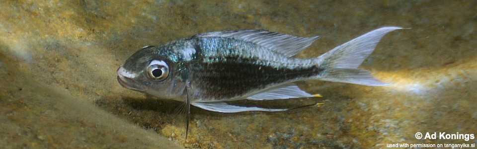 Ophthalmotilapia heterodonta 'Katenga'