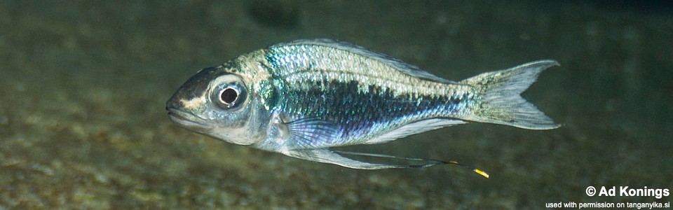 Ophthalmotilapia heterodonta 'Kilima'