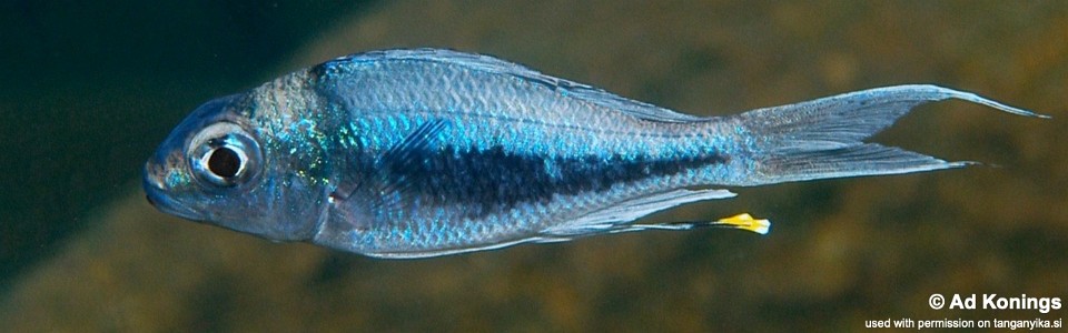 Ophthalmotilapia heterodonta 'Kiriza'