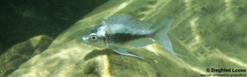 Ophthalmotilapia heterodonta 'Milima Island'