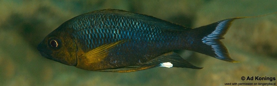 Ophthalmotilapia nasuta 'Bemba'