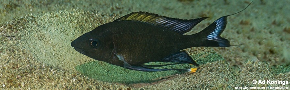 Ophthalmotilapia cf. nasuta 'Bilila (Kavala) Island'