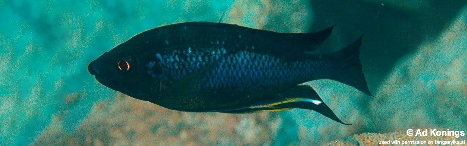 Ophthalmotilapia nasuta 'Cape Caramba'