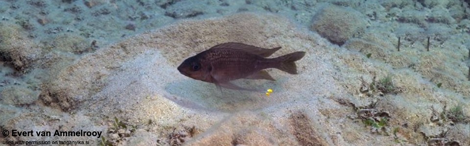 Ophthalmotilapia cf. nasuta 'Cape Kabogo'