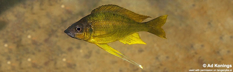 Ophthalmotilapia cf. nasuta 'Cape Kachese'