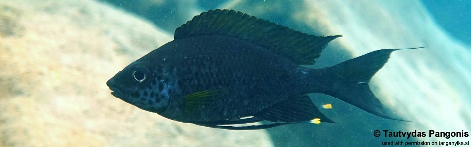 Ophthalmotilapia cf. nasuta 'Cape Nambeyeye'