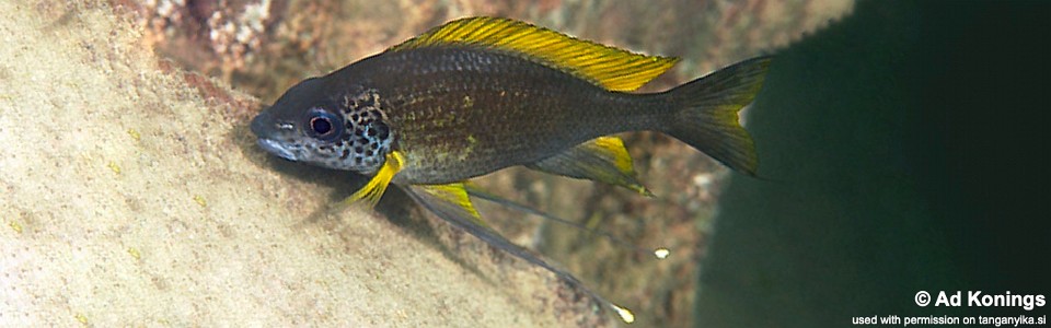 Ophthalmotilapia cf. nasuta 'Cape Nangu'