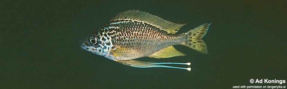 Ophthalmotilapia cf. nasuta 'Chimba'