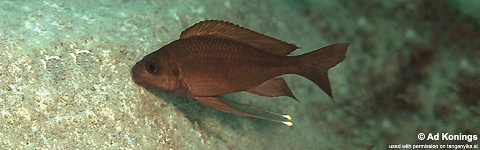 Ophthalmotilapia cf. nasuta 'Halembe'