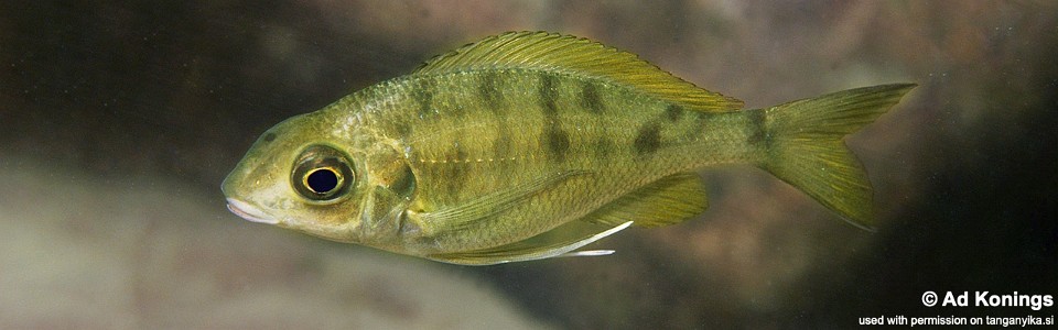 Ophthalmotilapia cf. nasuta 'Isanga'