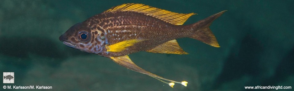 Ophthalmotilapia cf. nasuta 'Izinga Island'<br><font color=gray>Ophthalmotilapia sp. 'Nasuta Golden' Izinga Island</font>