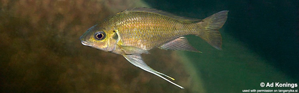 Ophthalmotilapia cf. nasuta 'Kafungi'<br><font color=gray>Ophthalmotilapia sp. 'Nasuta Golden' Kafungi</font>