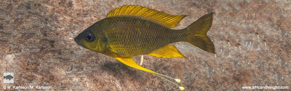 Ophthalmotilapia cf. nasuta 'Kalepa Island'<br><font color=gray>Ophthalmotilapia sp. 'Nasuta Golden' Kalepa Island</font>