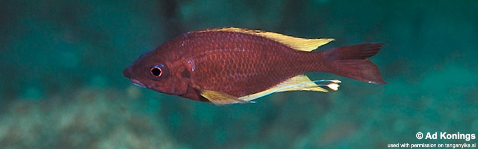 Ophthalmotilapia cf. nasuta 'Kalila'<br><font color=gray>Ophthalmotilapia sp. 'Nasuta Golden' Kalila</font>