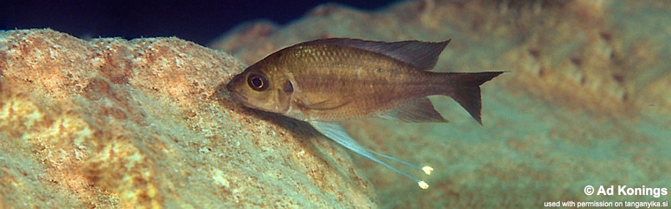 Ophthalmotilapia cf. nasuta 'Kambwimba'<br><font color=gray>Ophthalmotilapia sp. 'Nasuta Golden' Kambwimba</font>