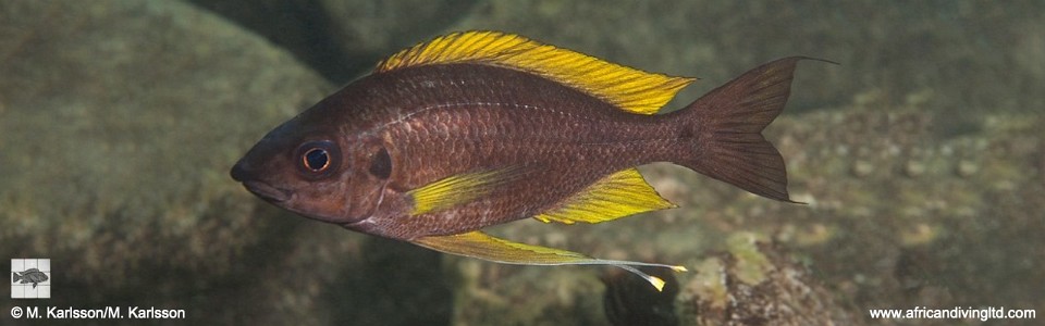 Ophthalmotilapia cf. nasuta 'Kansombo'<br><font color=gray>Ophthalmotilapia sp. 'Nasuta Golden' Kansombo</font>