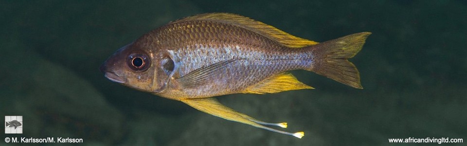 Ophthalmotilapia cf. nasuta 'Kasola Island'<br><font color=gray>Ophthalmotilapia sp. 'Nasuta Golden' Kasola Island</font>