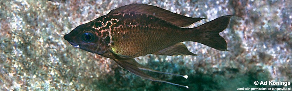 Ophthalmotilapia cf. nasuta 'Katete'