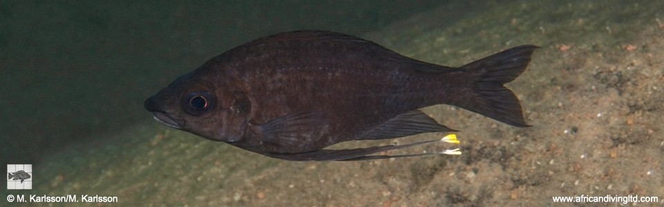 Ophthalmotilapia cf. nasuta 'Katondo Point'<br><font color=gray>Ophthalmotilapia sp. 'Nasuta Golden' Katondo Point</font>